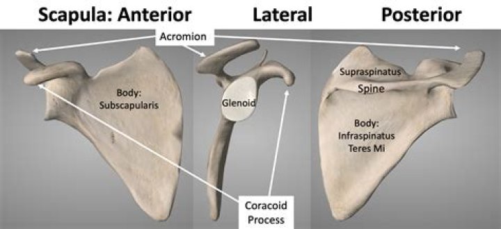 What is the most superior structure of the scapula