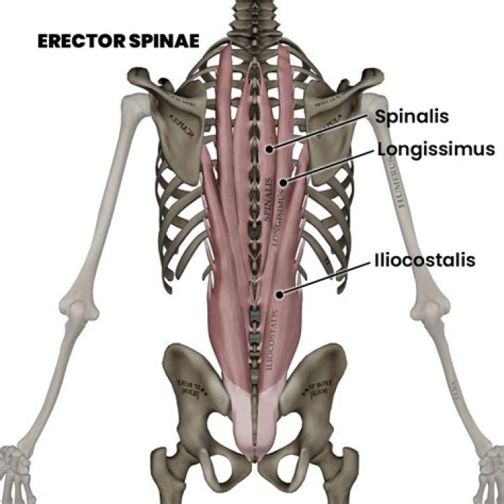 What is the origin of the erector spinae
