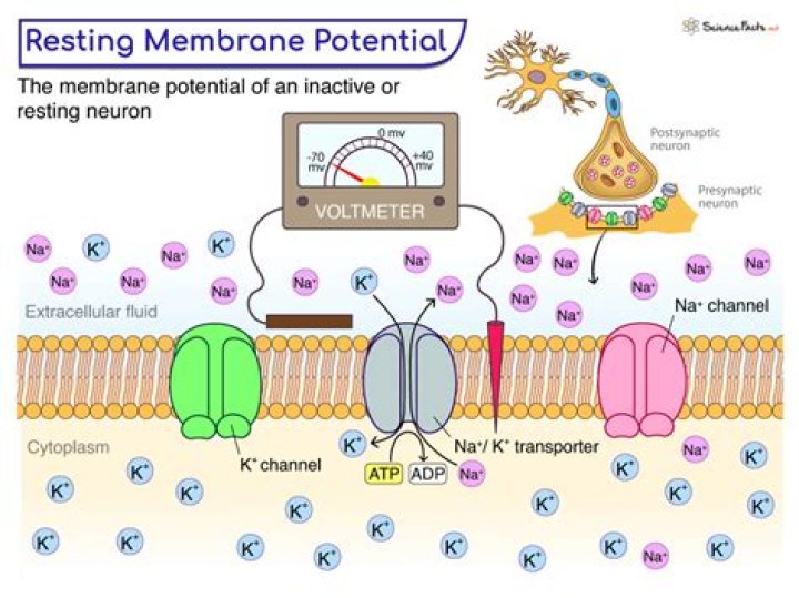 What is the origin of the membrane potential