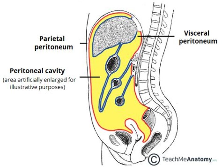 What is the peritoneum cavity