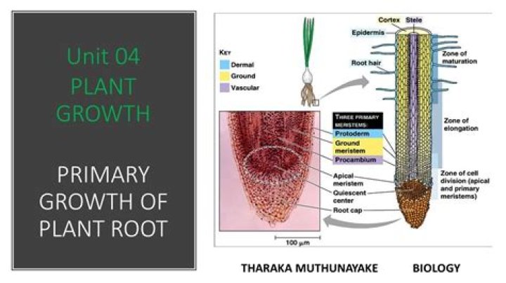 What is the primary root of a plant