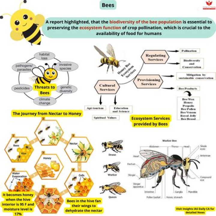 What is the primary structure that honey bees use to communicate