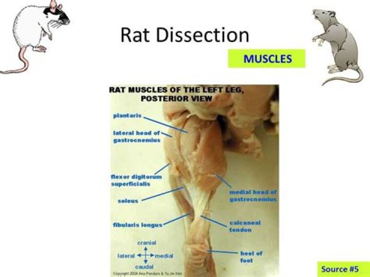 What is the purpose of the rat dissection lab