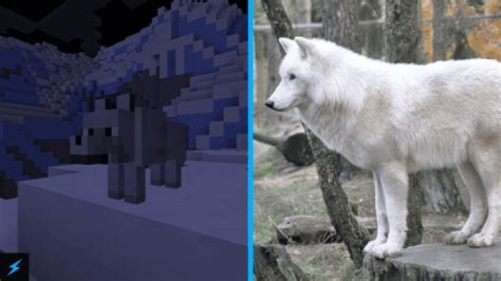 What is the rarest type of wolf in Minecraft?