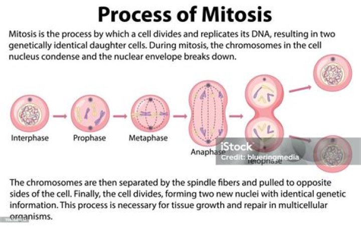 what is the result of mitosis