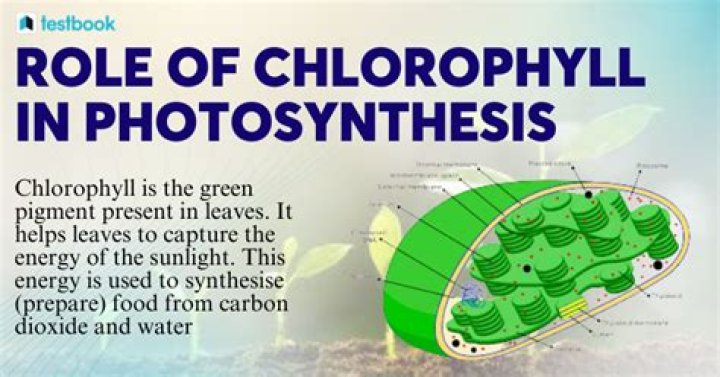 What is the role of PEP in photosynthesis