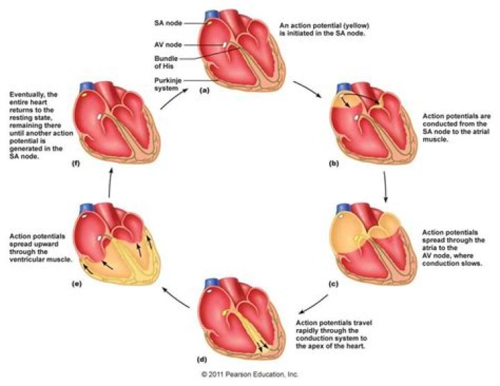 what is the sequence of events in the transmission of an impulse through the heart muscle?