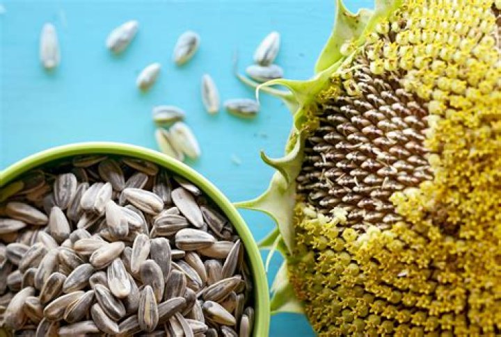 What is the shape of a sunflower seed