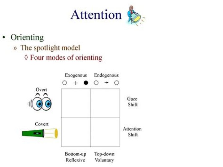 What is the spotlight model of attention