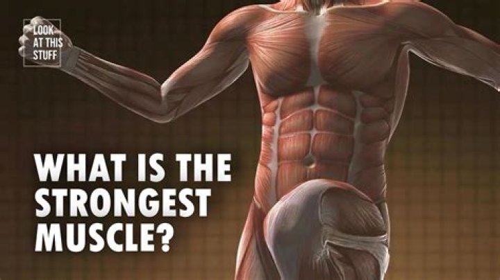 what is the strongest muscle in the human body