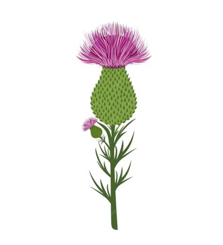 What is the thistle a symbol of?