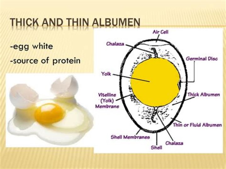 What is thick albumen