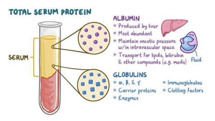What is total protein in blood