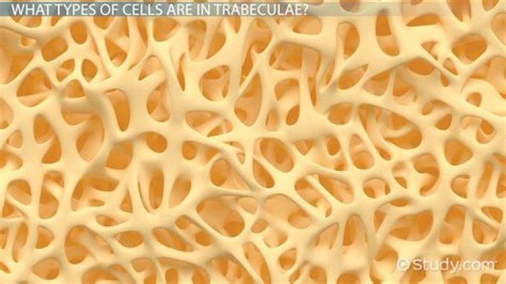 What is Trabeculae anatomy
