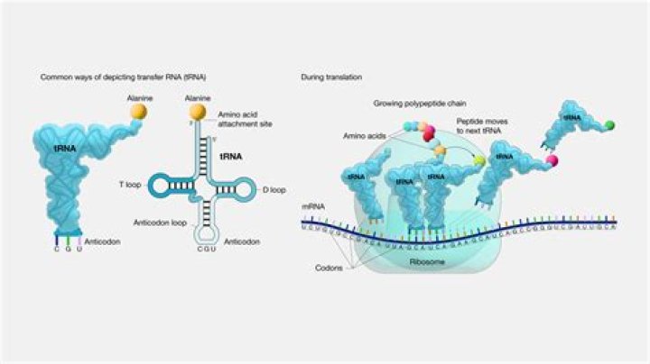 what is trna