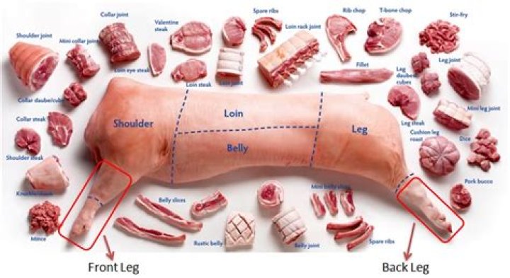 what is trotter
