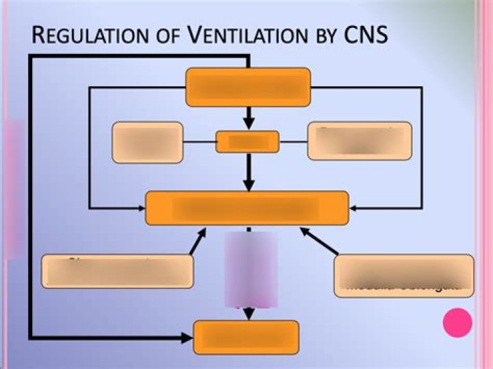 What is ventilation quizlet
