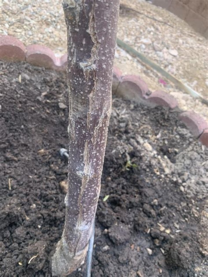 What is wrong with my apricot tree