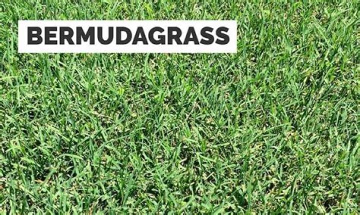 What is wrong with my Bermuda grass