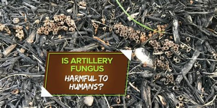 What kills artillery fungus