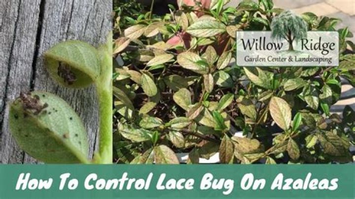 What kills lace bugs?