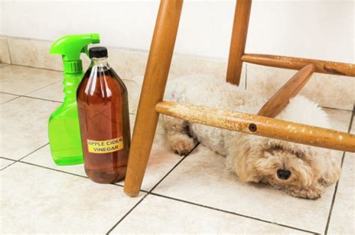 what kills mites