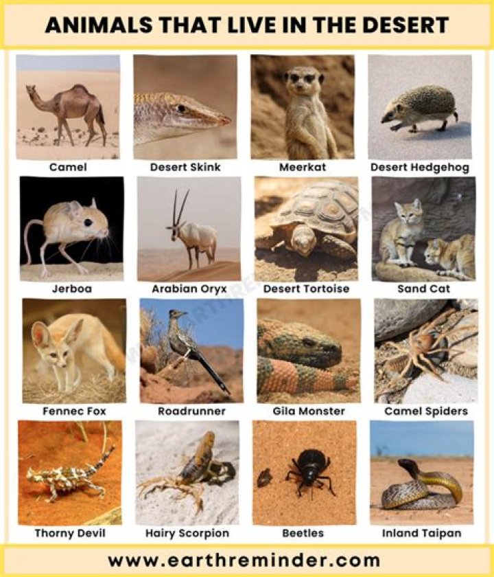 What kind of animals live in the Nevada desert