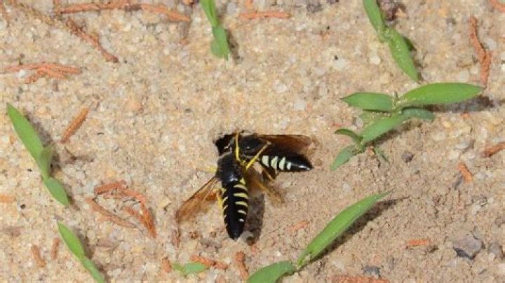 What kind of bee or wasp lives in the ground