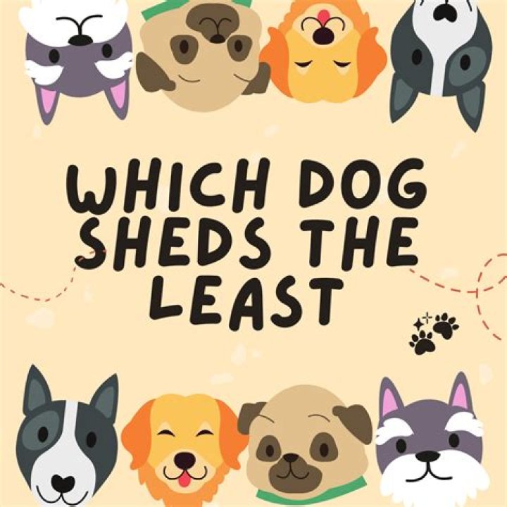 What kind of dog sheds the least?