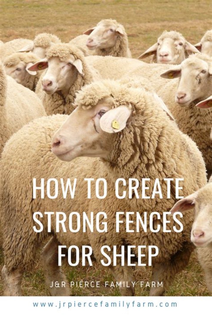 What kind of fence is best for sheep
