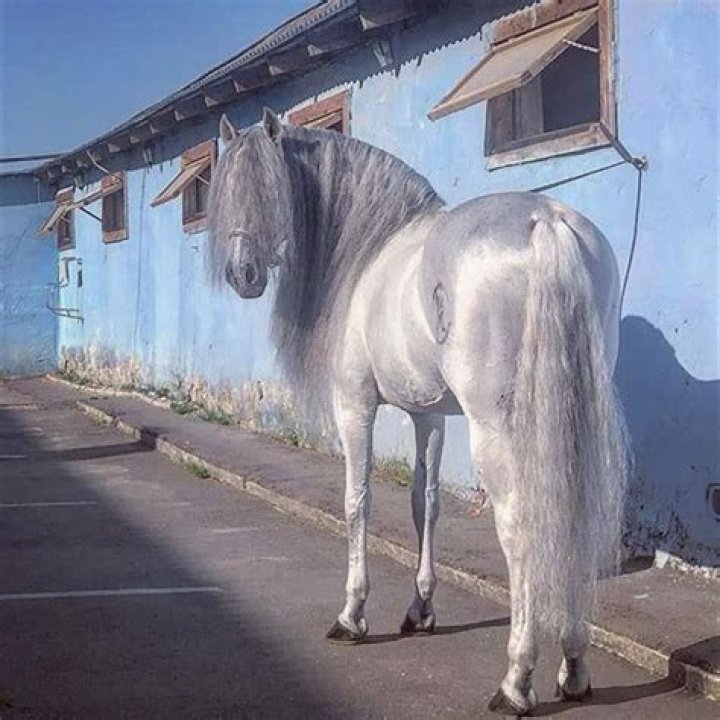 What kind of horse was silver