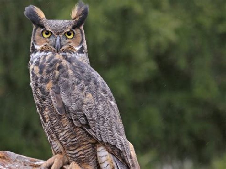 What kind of owls are in northern Indiana