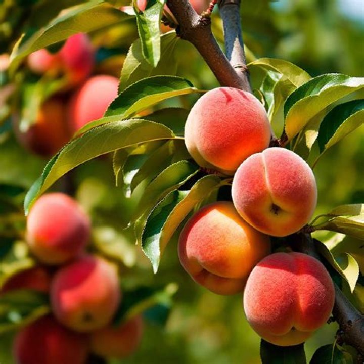 What kind of peaches are grown in South Carolina