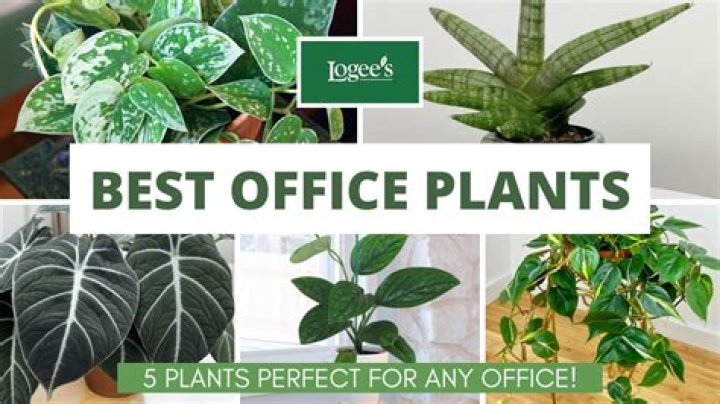 What kind of plant can live in an office