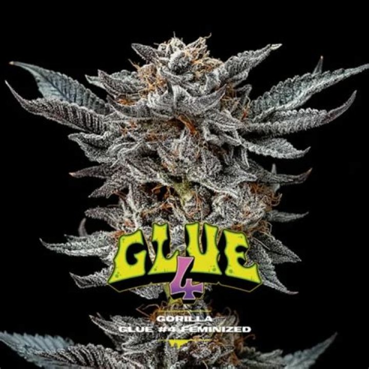 What kind of strain is Gorilla Glue number 4