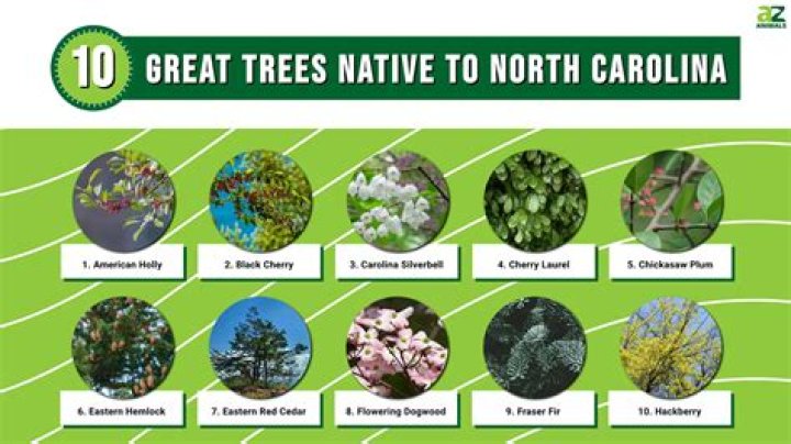 What kind of trees are in Georgia