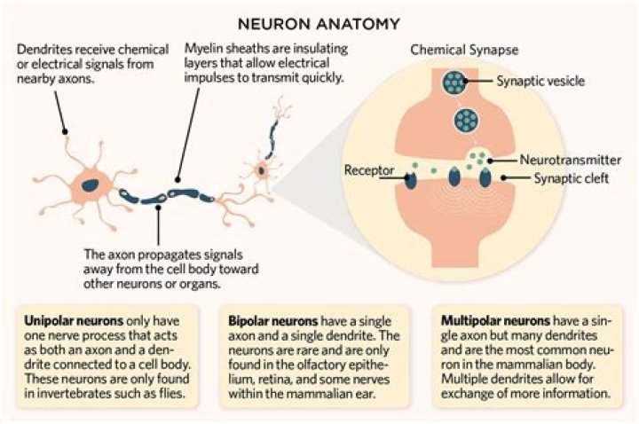 What makes up a neuron