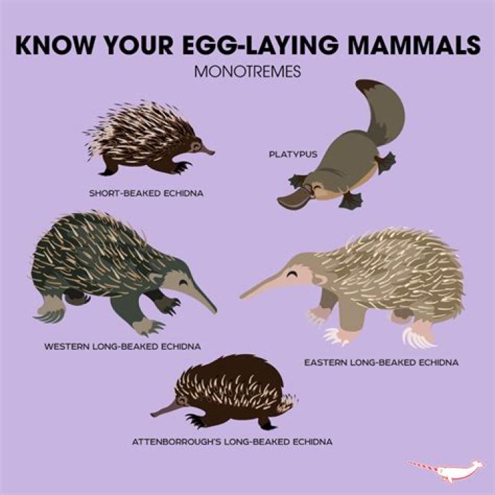 what mammals lay eggs