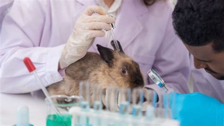 What medical advances came from animal testing