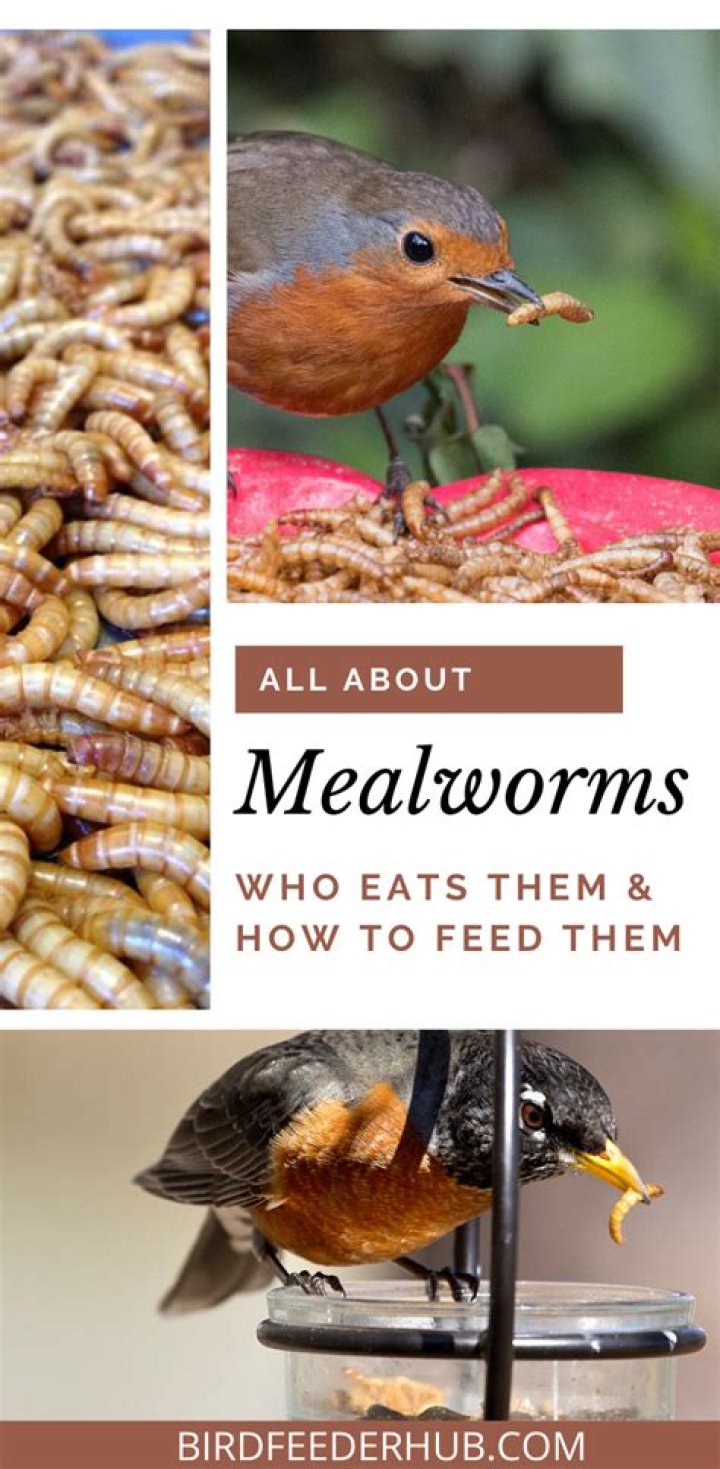 What Michigan birds eat mealworms