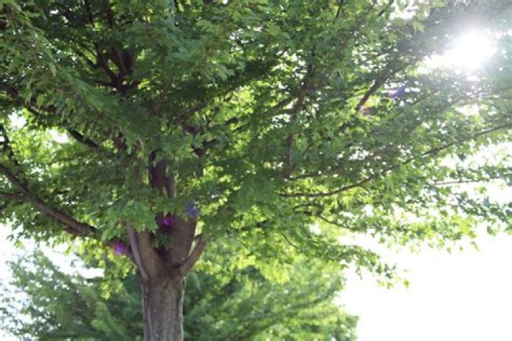 What month do trees go dormant