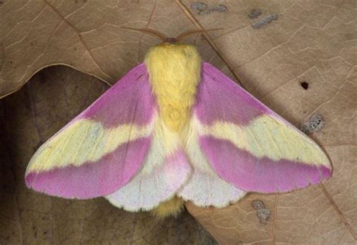 What moth is pink and yellow