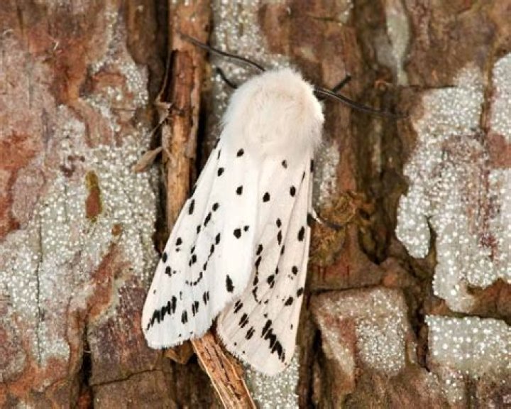 What moth is white with black spots