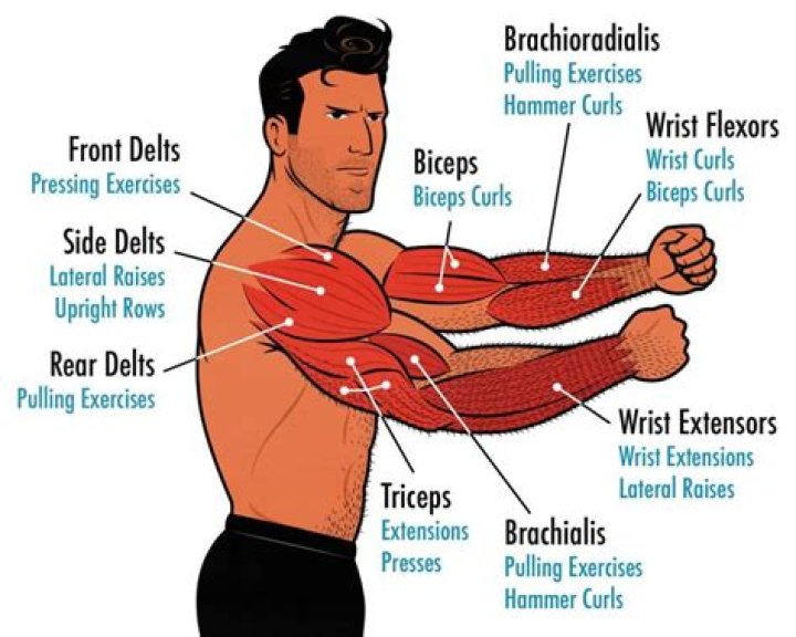 What muscles are used to lift your arm?