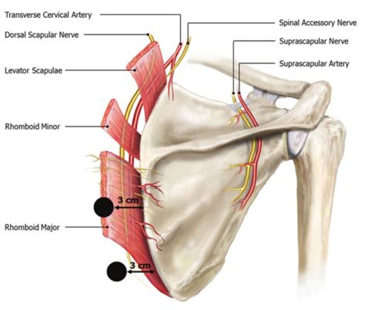 What muscles attach to the superior angle of the scapula
