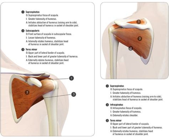 What muscles cause internal rotation of the shoulder