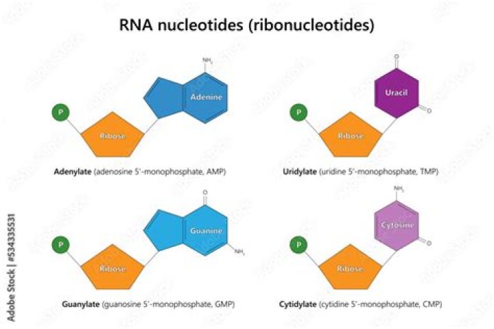 What nucleotides make up RNA