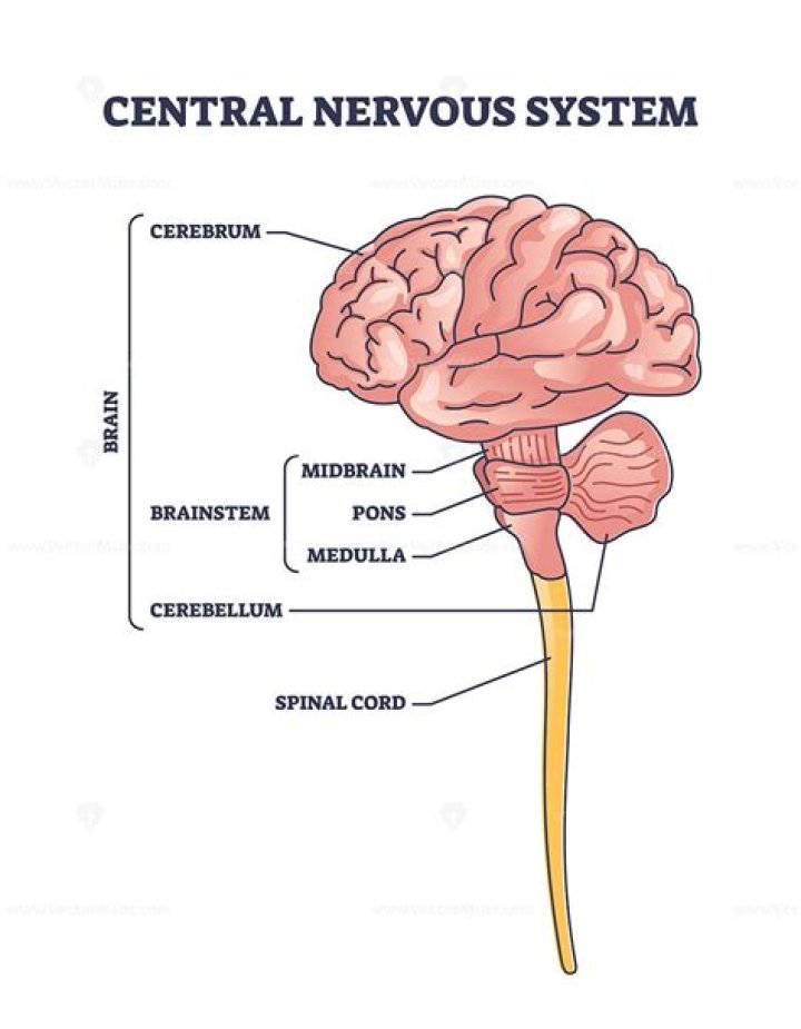 What organisms have a central nervous system