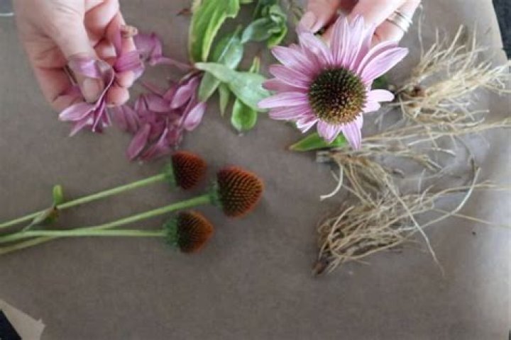 what part of echinacea is used for tea