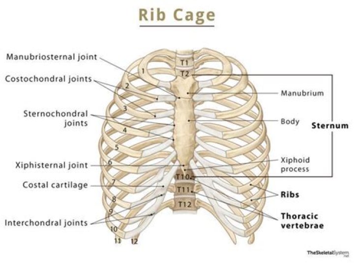 What part of the body is below the rib cage?